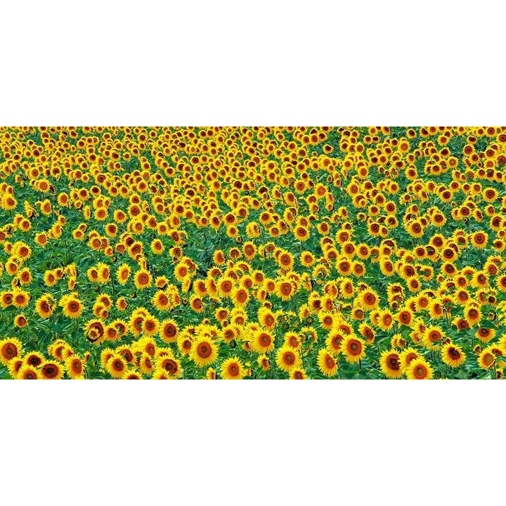 Sunflower Field France Poster Print by Krahmer Frank-VARPDX2FK4209 Image 1