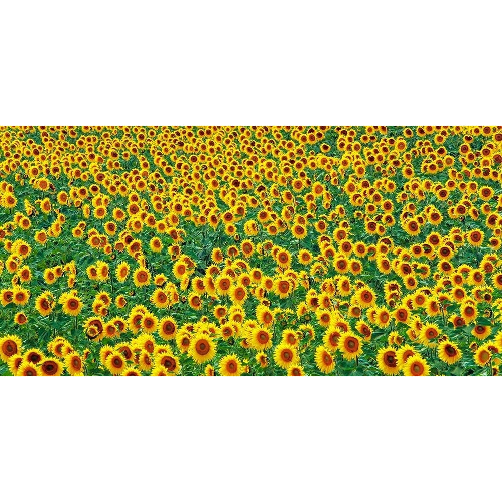 Sunflower Field France Poster Print by Krahmer Frank-VARPDX2FK4209 Image 2