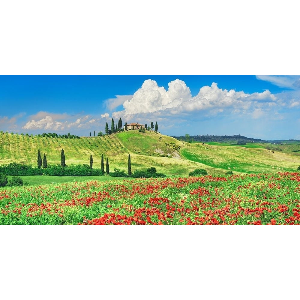 Farmhouse with Cypresses and Poppies- Val dOrcia- Tuscany Poster Print by Frank Krahmer-VARPDX2FK5187 Image 1