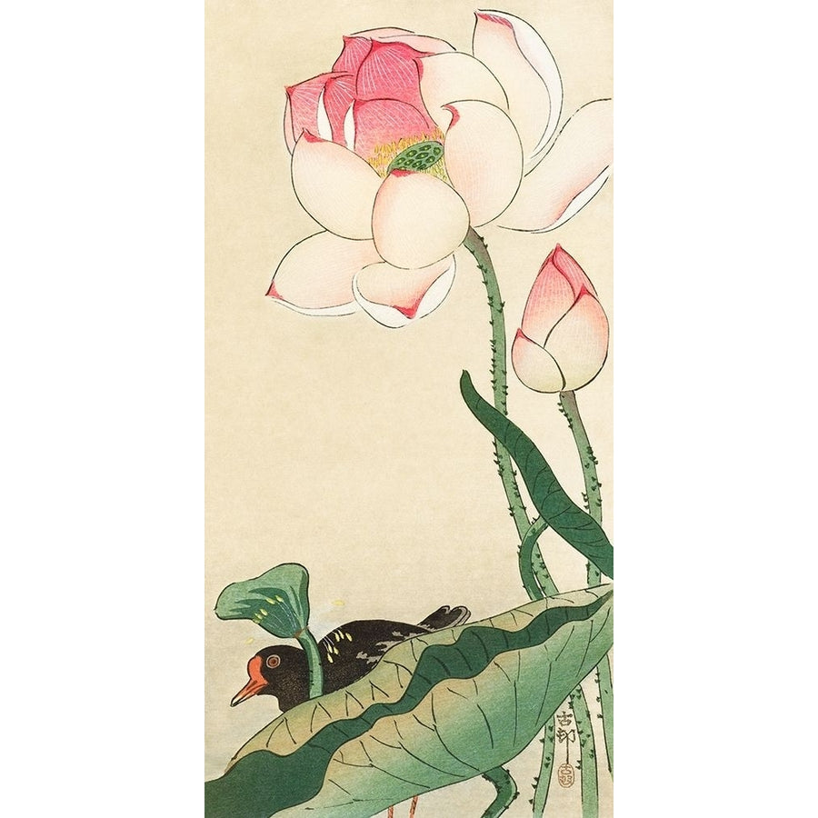 Lotus Flowers Poster Print by Ohara Koson-VARPDX2JP5031 Image 1