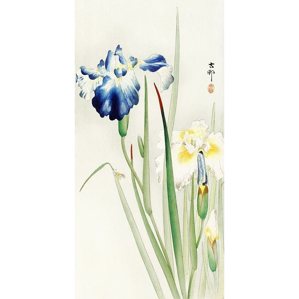 Irises Poster Print - Ohara Koson-VARPDX2JP6336 Image 1