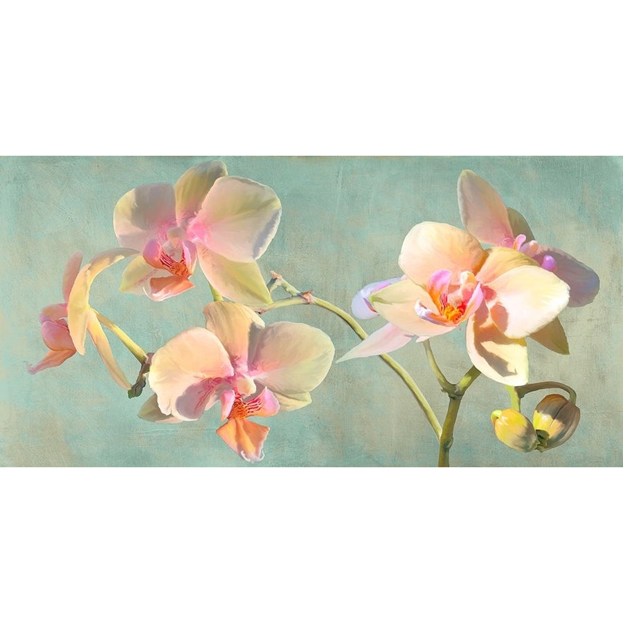 Jewel Orchids Poster Print - Luca Villa-VARPDX2LC5821 Image 1