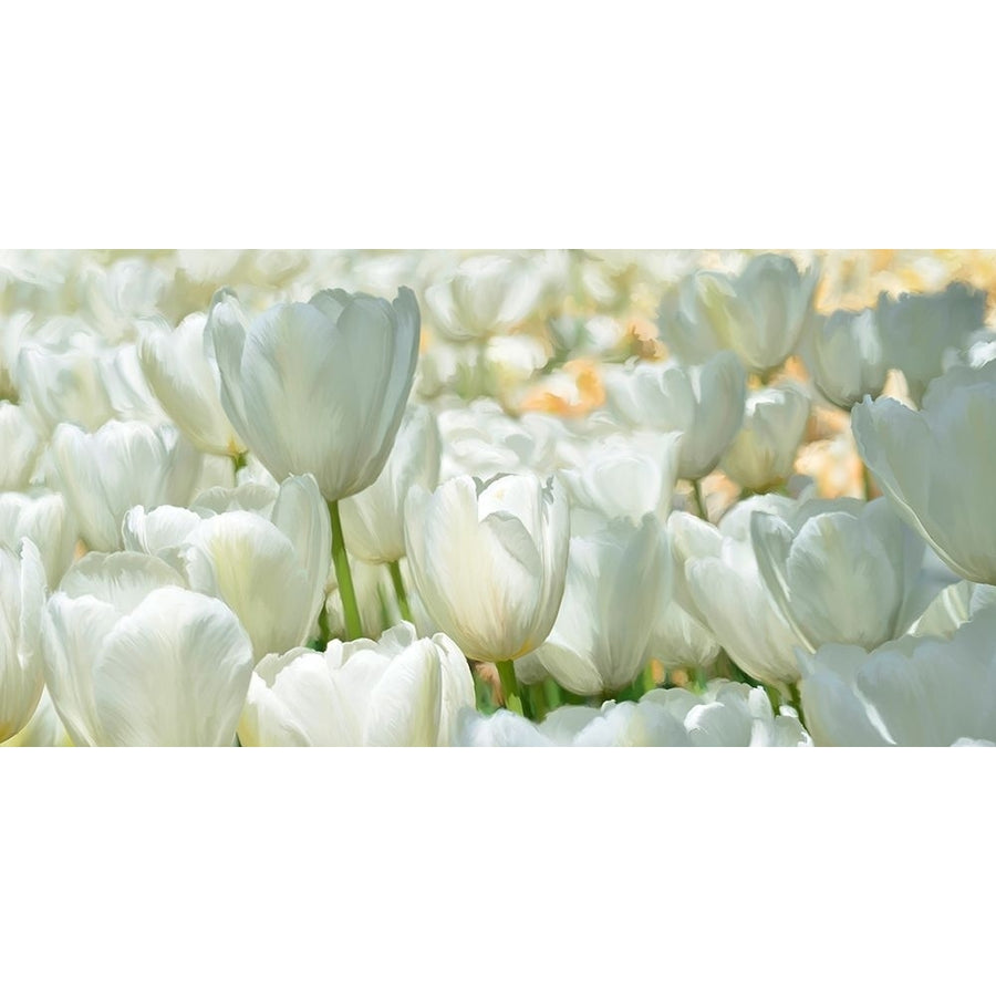 Field of White Tulips Poster Print - Luca Villa-VARPDX2LC6218 Image 1