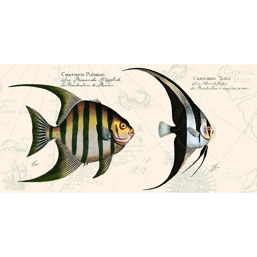 Tropical fish II- After Bloch Poster Print by Stef Lamanche-VARPDX2SL5358 Image 1