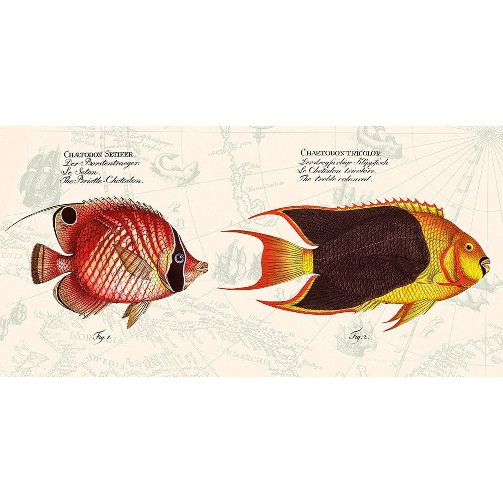 Tropical fish III- After Bloch Poster Print by Stef Lamanche-VARPDX2SL5359 Image 1