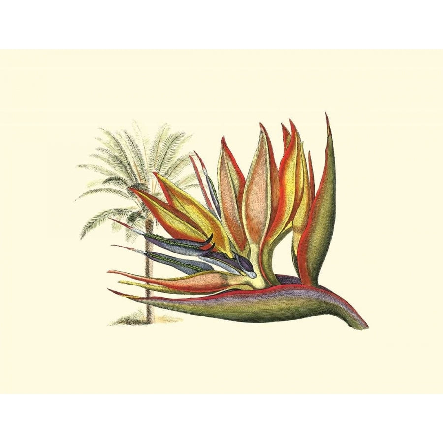 Bird of Paradise I Poster Print - Sydenham Edwards-VARPDX3004Z Image 1