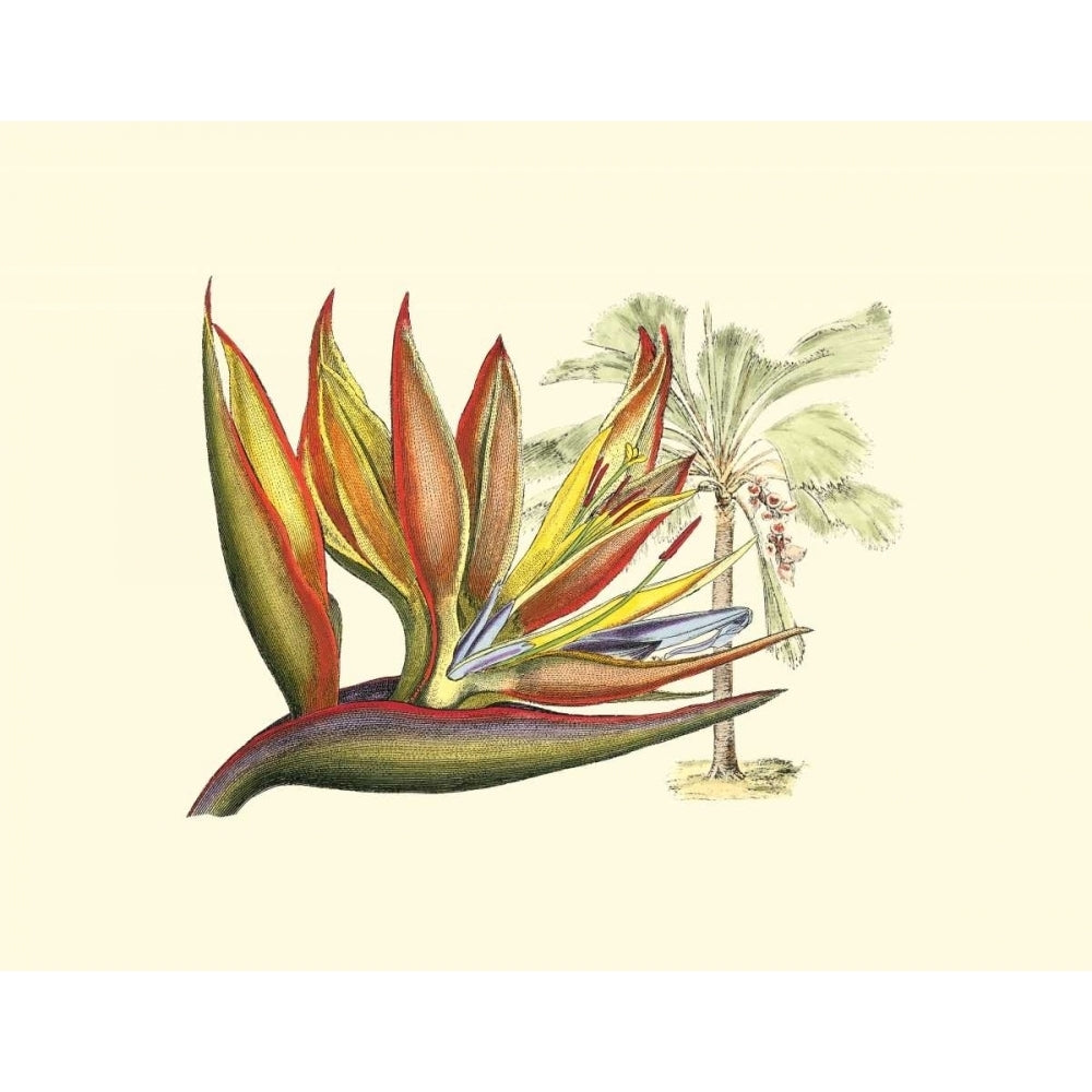 Bird of Paradise II Poster Print - Sydenham Edwards-VARPDX3005Z Image 1