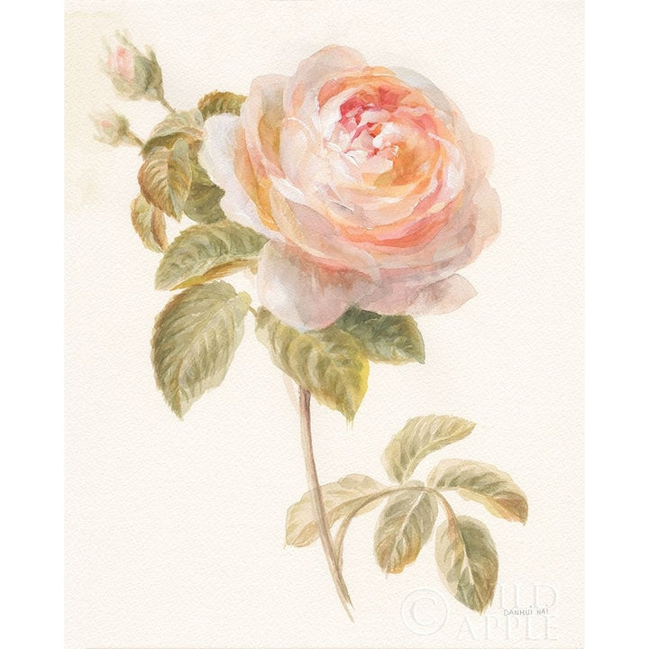 Garden Rose Poster Print by Danhui Nai-VARPDX30354 Image 1