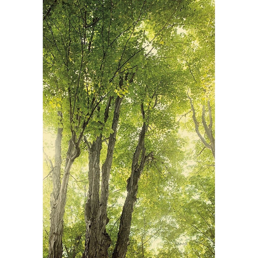 Towering Maples I Poster Print by Elizabeth Urquhart-VARPDX30343 Image 1