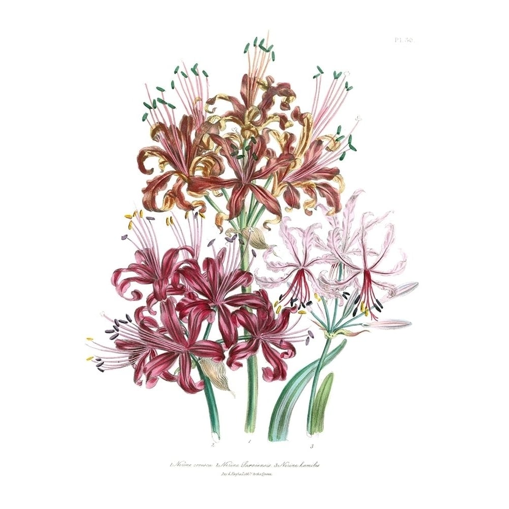 Lily Garden III Poster Print - Jane Loudon-VARPDX30344D Image 1