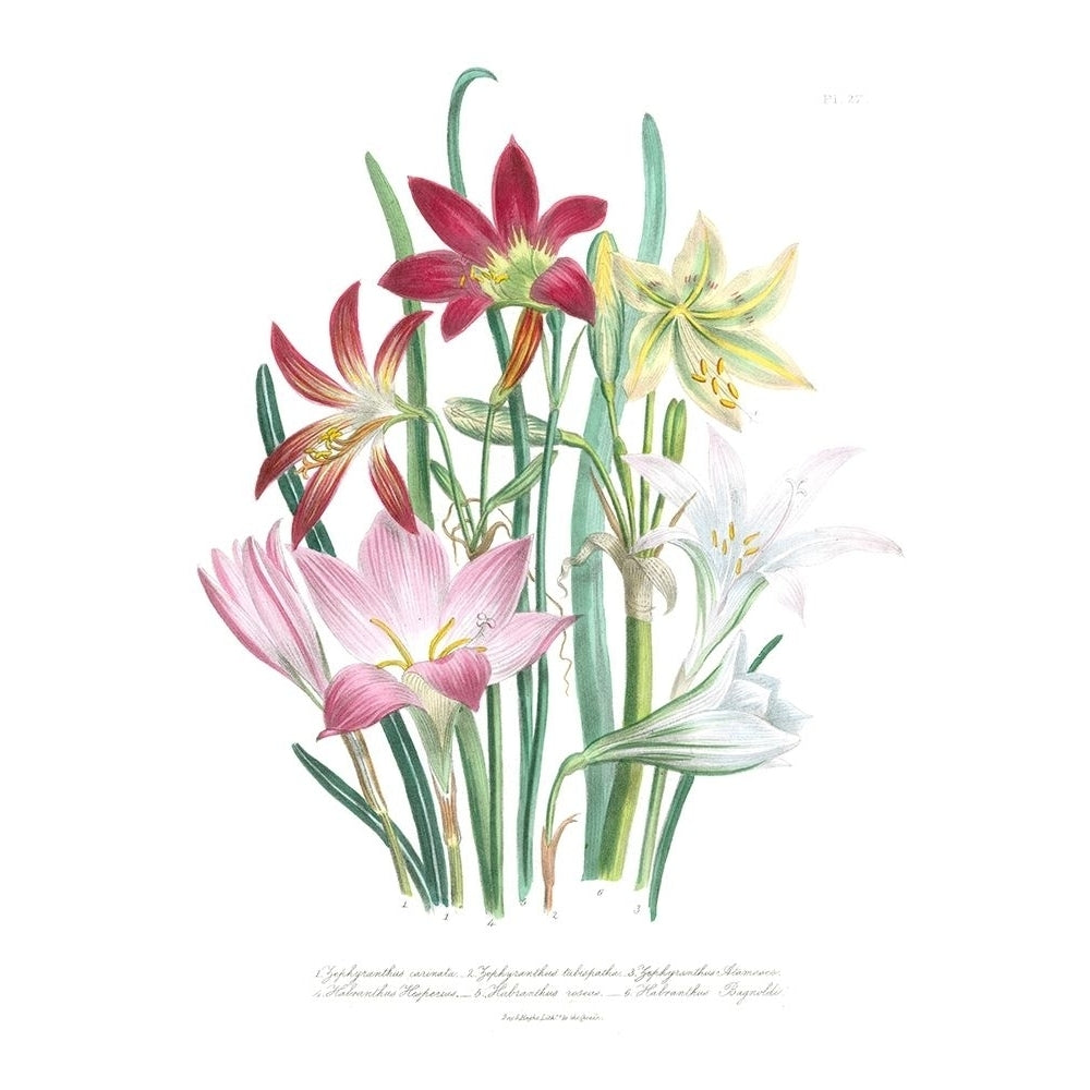 Lily Garden I Poster Print - Jane Loudon-VARPDX30342D Image 1