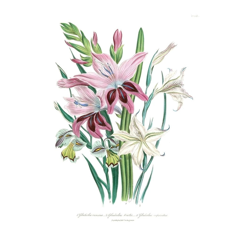 Lily Garden II Poster Print - Jane Loudon-VARPDX30343D Image 1