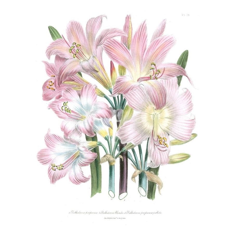 Lily Garden IV Poster Print - Jane Loudon-VARPDX30345D Image 1