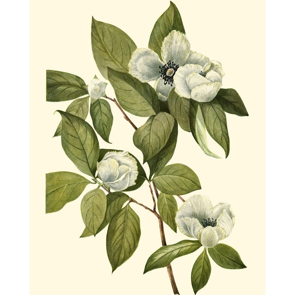 Delicate Foliage II Poster Print - Unknown-VARPDX30364D Image 1