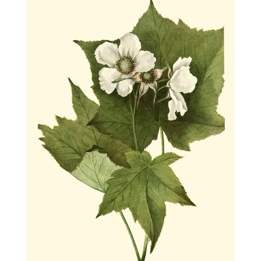 Delicate Foliage I Poster Print - Unknown-VARPDX30363D Image 1