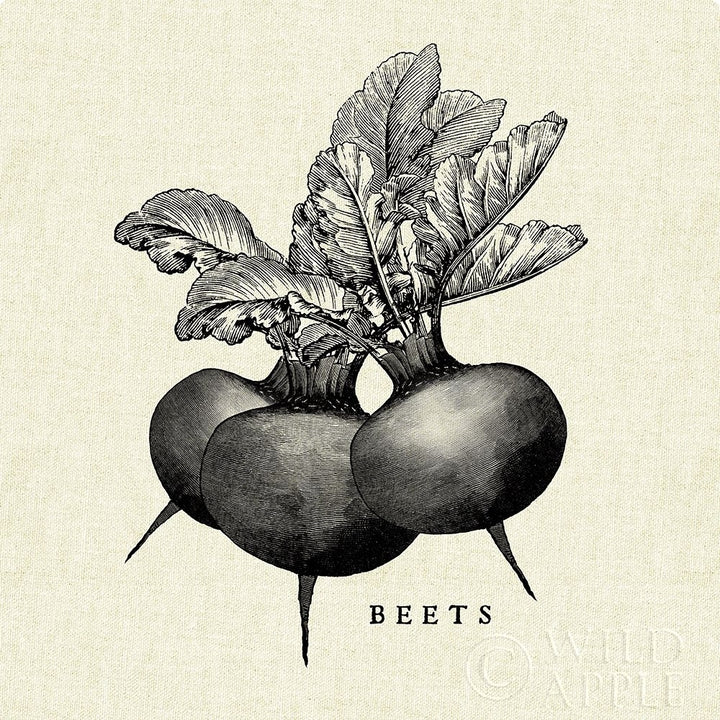 Linen Vegetable Bw Sketch Beets Poster Print by Studio Mousseau-VARPDX30526 Image 1