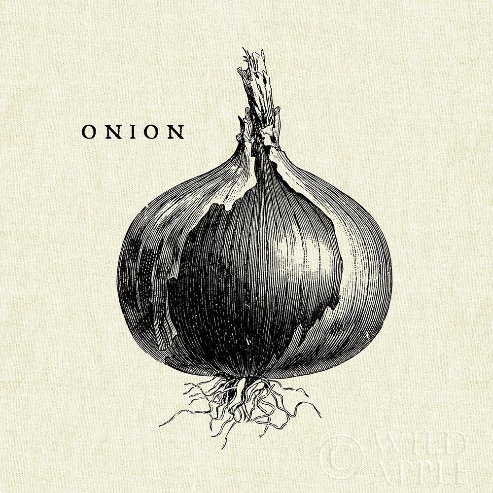 Linen Vegetable Bw Sketch Onion Poster Print by Studio Mousseau-VARPDX30528 Image 1