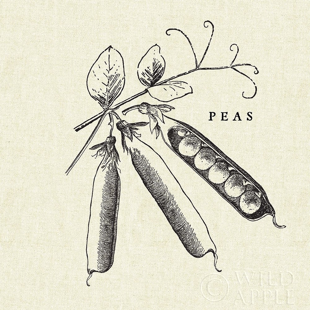 Linen Vegetable Bw Sketch Peas Poster Print by Studio Mousseau-VARPDX30529 Image 1