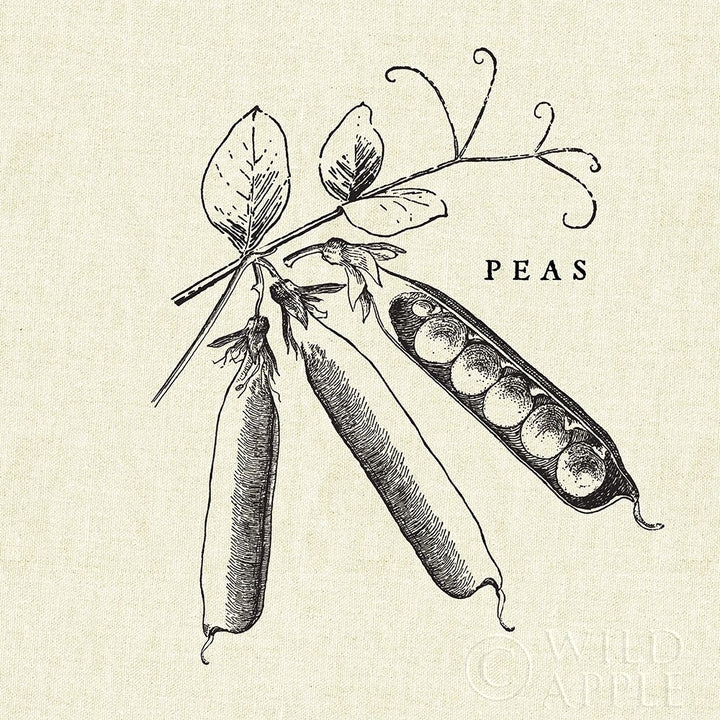 Linen Vegetable Bw Sketch Peas Poster Print by Studio Mousseau-VARPDX30529 Image 1