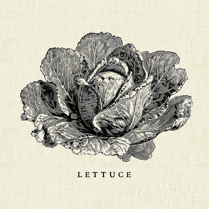 Linen Vegetable Bw Sketch Lettuce Poster Print by Studio Mousseau-VARPDX30527 Image 1