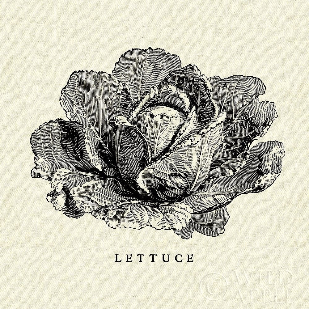 Linen Vegetable Bw Sketch Lettuce Poster Print by Studio Mousseau-VARPDX30527 Image 2