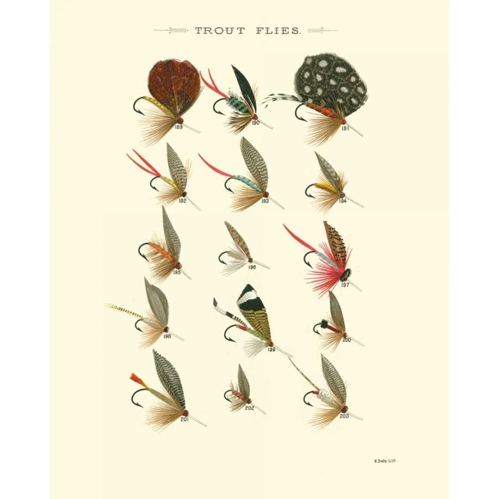 Trout Flies II Poster Print - Studio Vision-VARPDX30768D Image 1