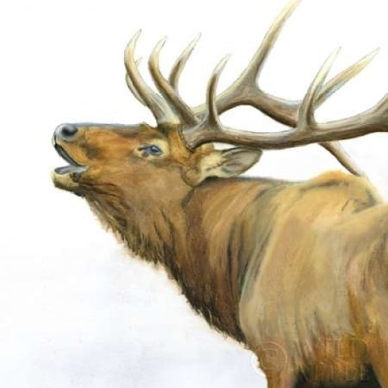 Majestic Elk Brown Crop Poster Print by James Wiens-VARPDX30571 Image 2