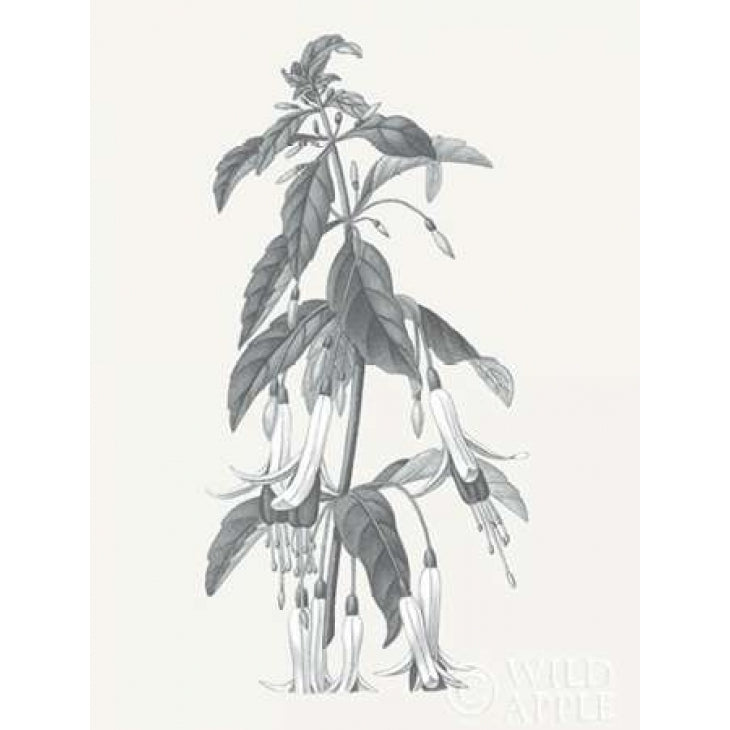 Neutral Botanical I Poster Print by Wild Apple Portfolio-VARPDX30692 Image 1