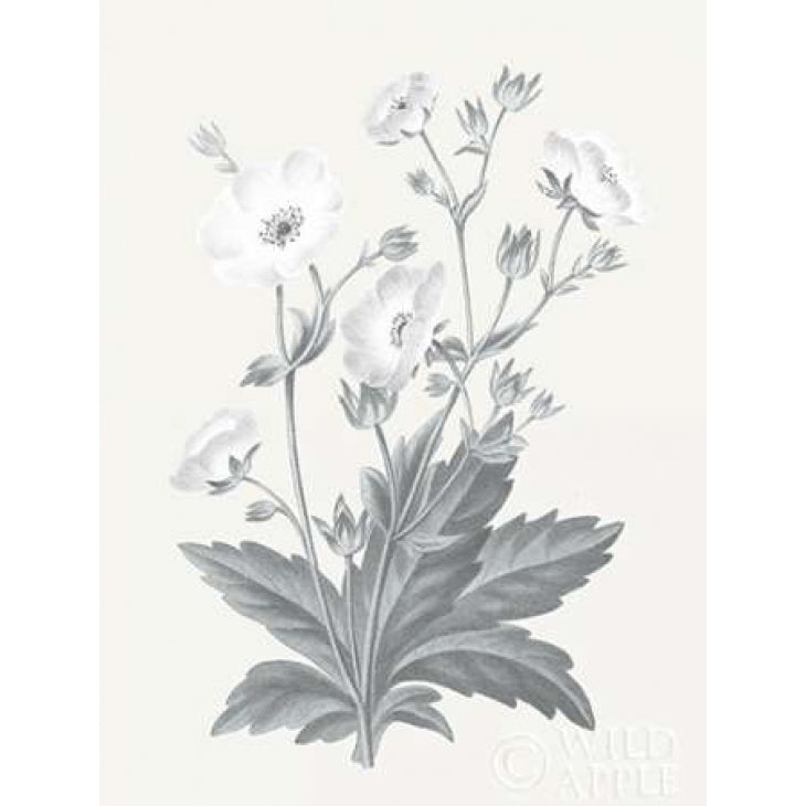 Neutral Botanical VI Poster Print by Wild Apple Portfolio-VARPDX30697 Image 2