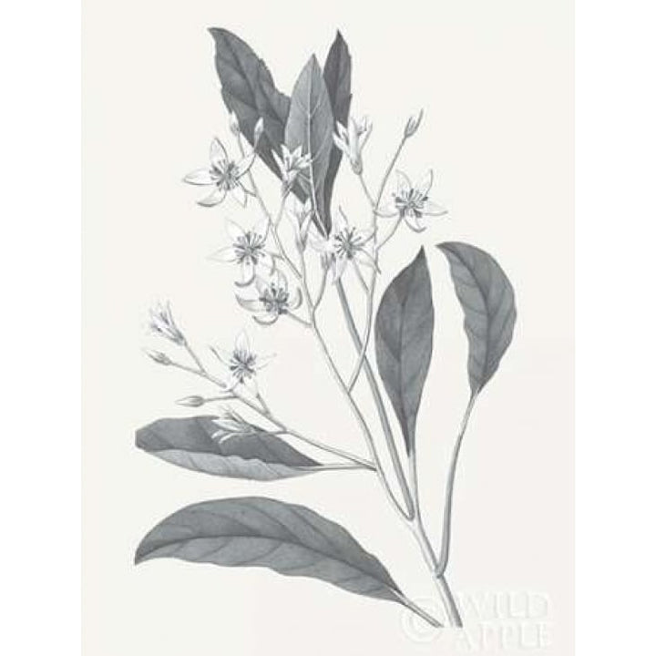 Neutral Botanical V Poster Print by Wild Apple Portfolio-VARPDX30696 Image 2