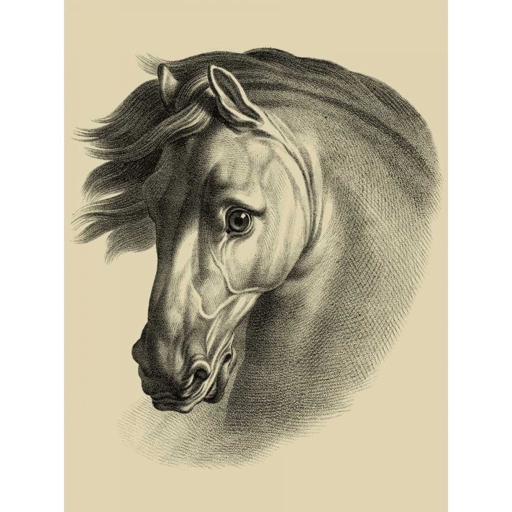 Equestrian Portrait I Poster Print - Studio Vision-VARPDX30944D Image 1