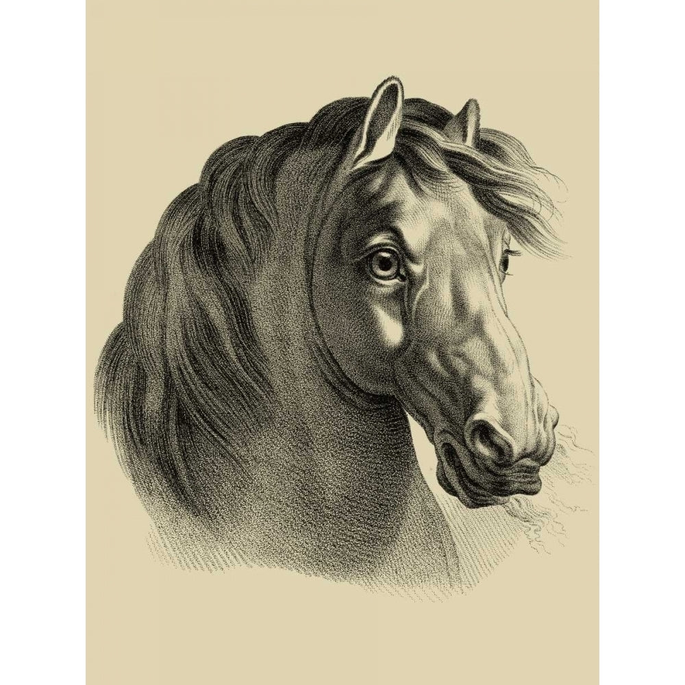 Equestrian Portrait II Poster Print - Studio Vision-VARPDX30945D Image 1