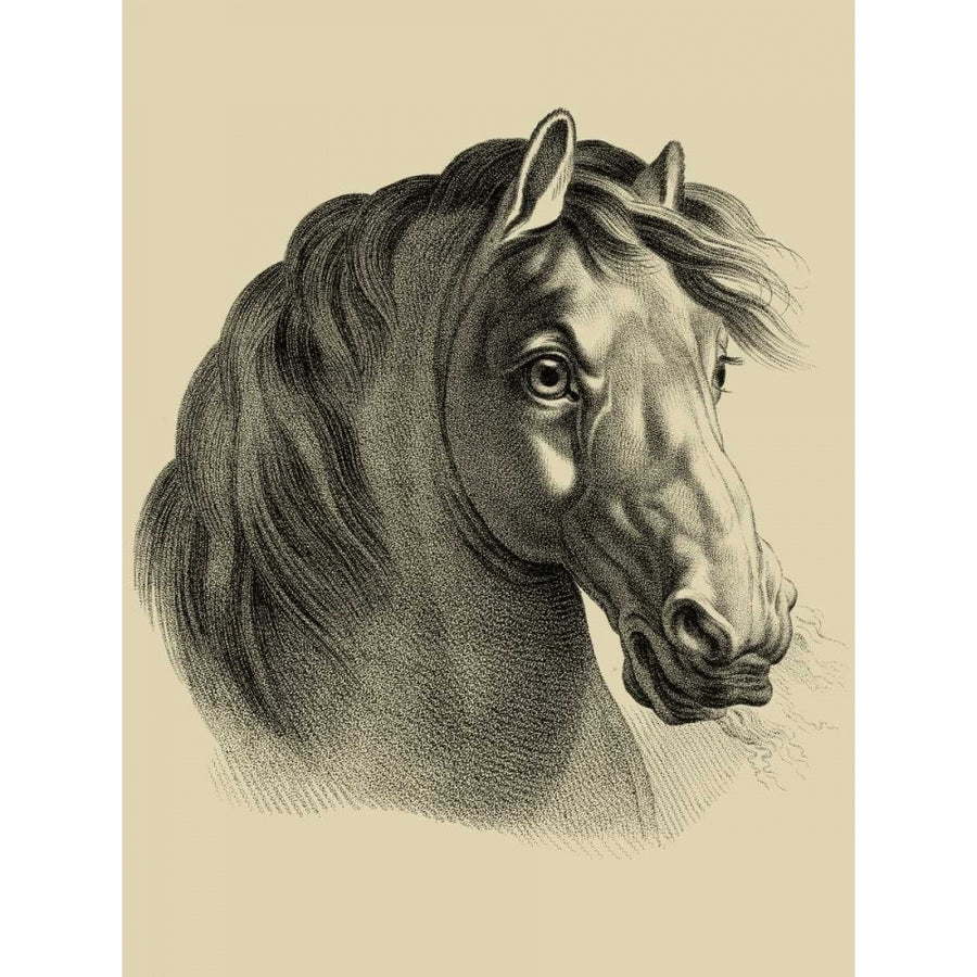 Equestrian Portrait II Poster Print - Studio Vision-VARPDX30945D Image 1