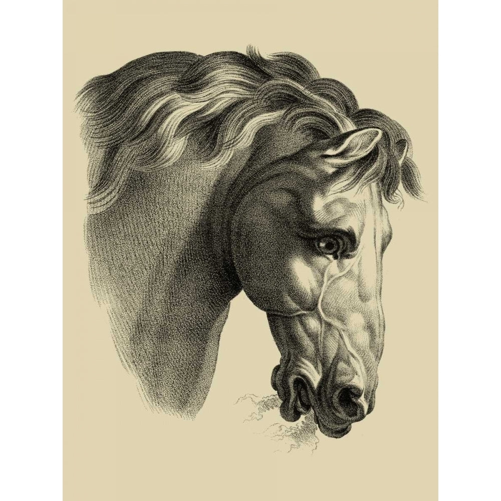 Equestrian Portrait IV Poster Print - Studio Vision-VARPDX30947D Image 1