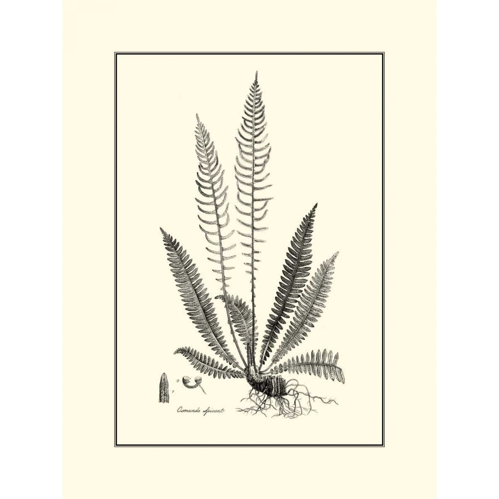 BandW Fern I Poster Print - Curtis-VARPDX3101GG Image 1