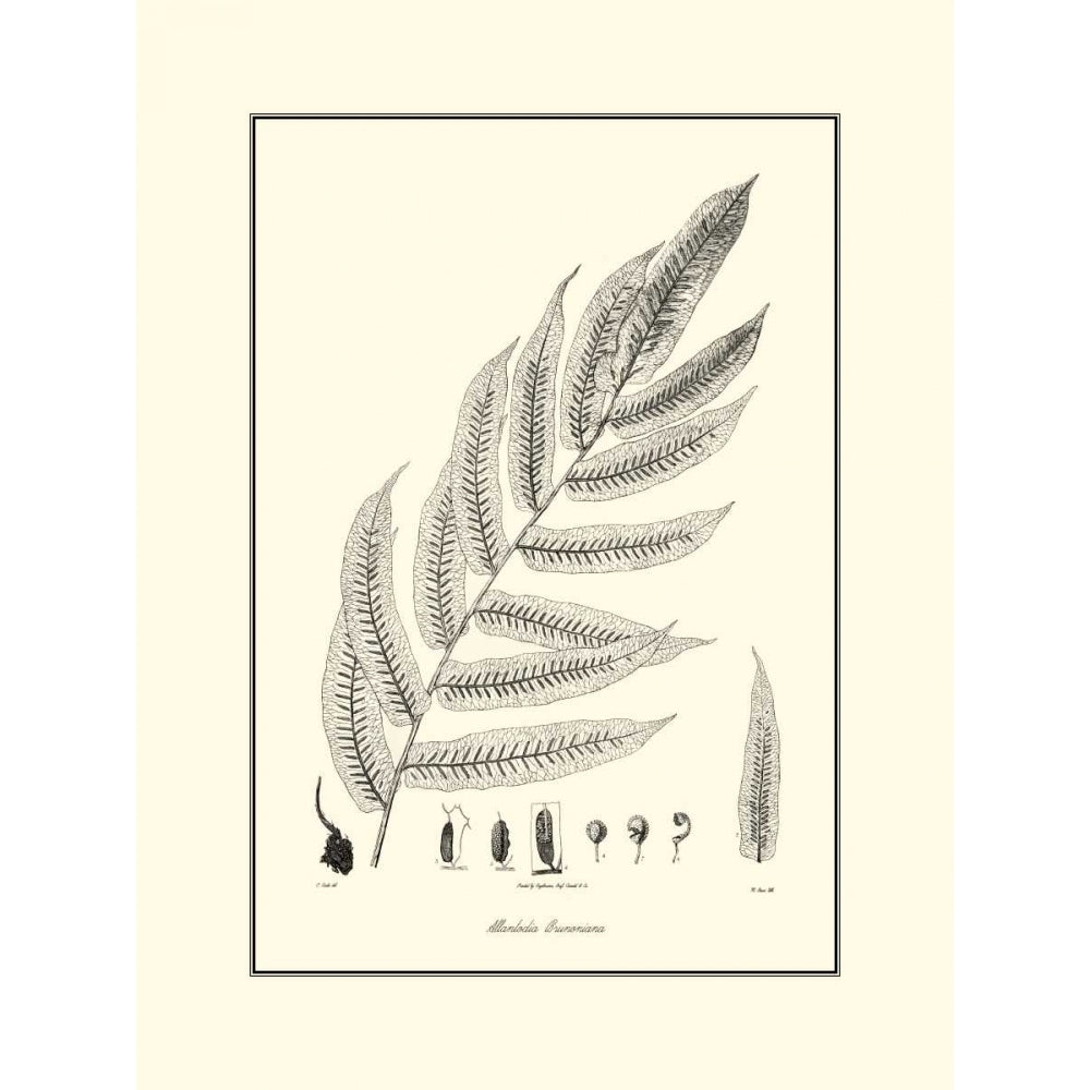 BandW Fern III Poster Print - Curtis-VARPDX3103GG Image 1