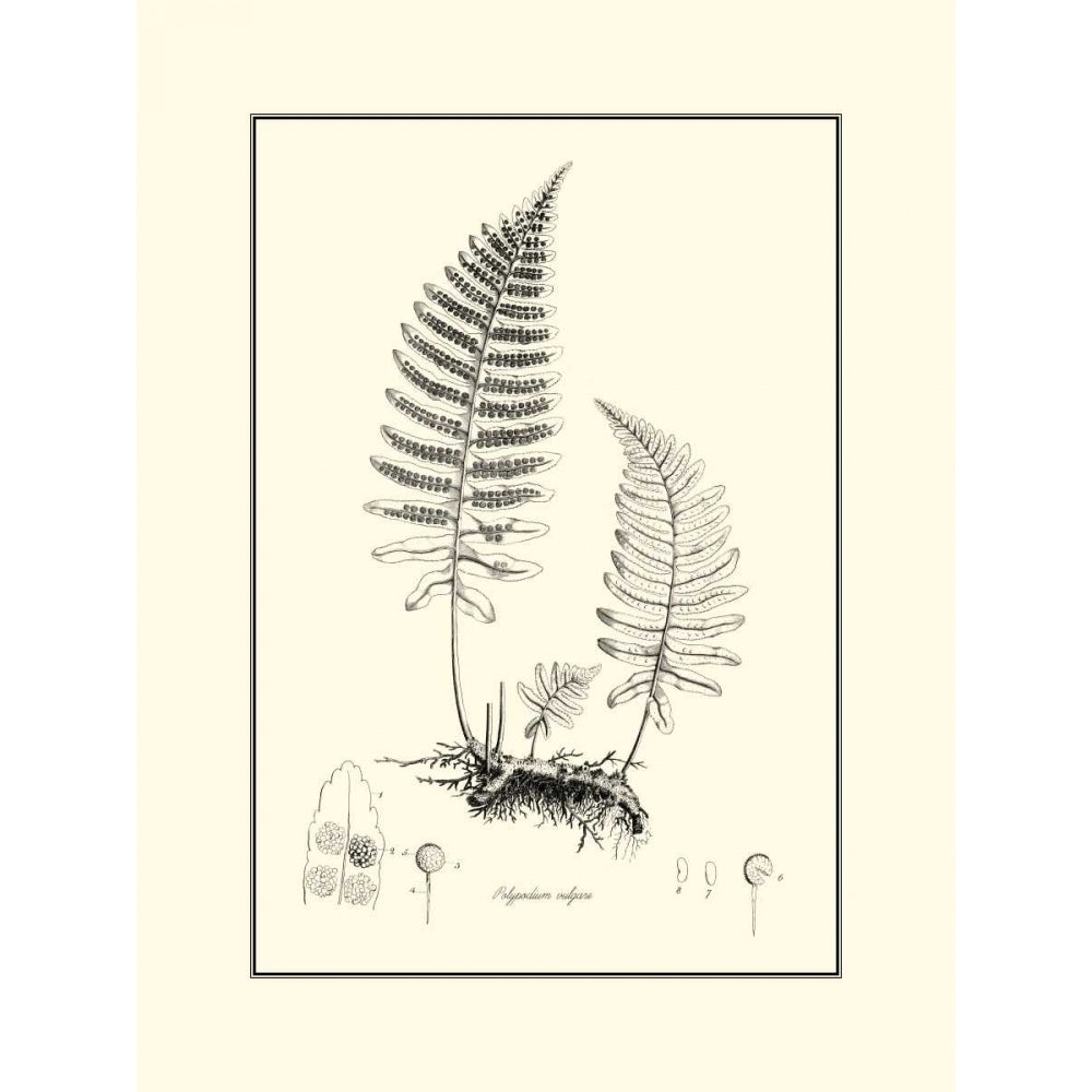 BandW Fern II Poster Print - Curtis-VARPDX3102GG Image 1