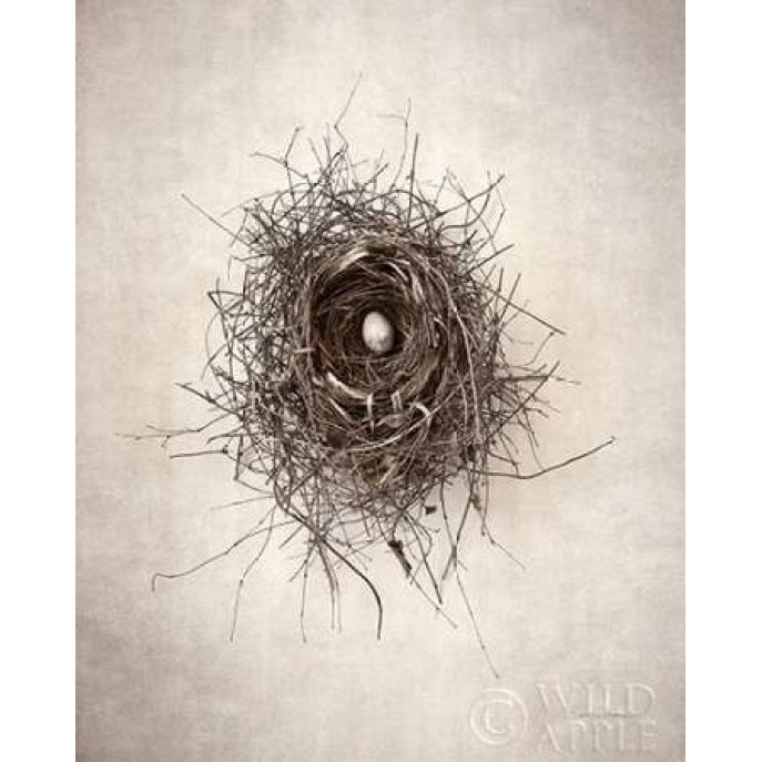 Nest I Poster Print by Debra Van Swearingen-VARPDX31498HR Image 1