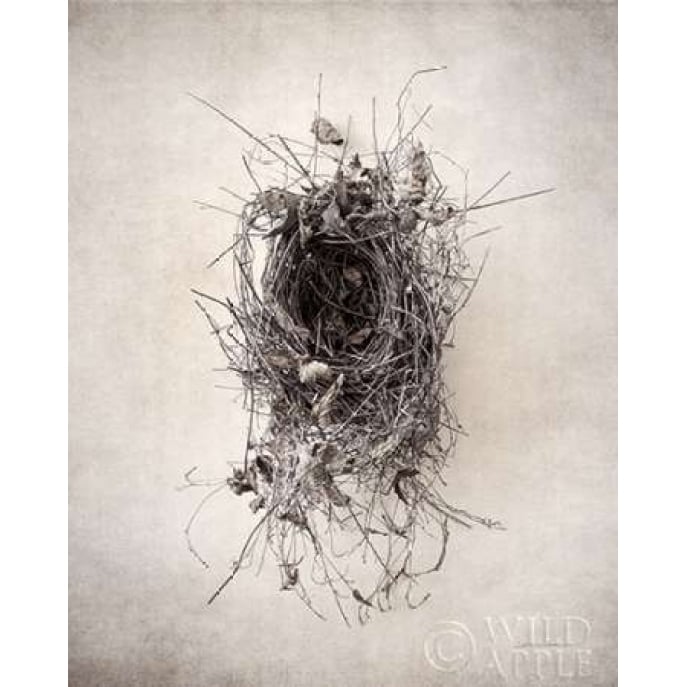 Nest II Poster Print by Debra Van Swearingen-VARPDX31499HR Image 1