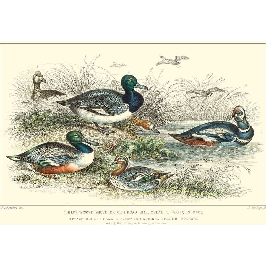 Duck Varieties Poster Print - J. Stewart-VARPDX31245D Image 1