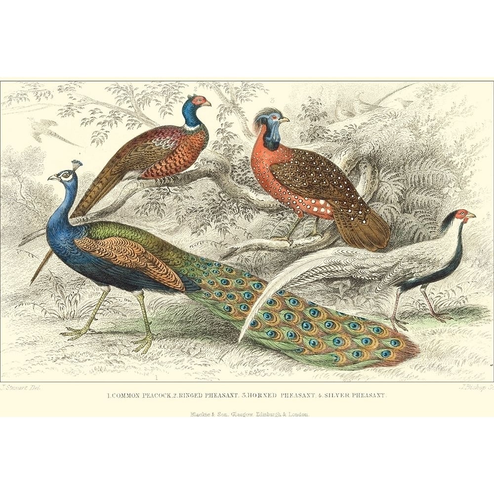 Peacock and Pheasants Poster Print - J. Stewart-VARPDX31241D Image 1