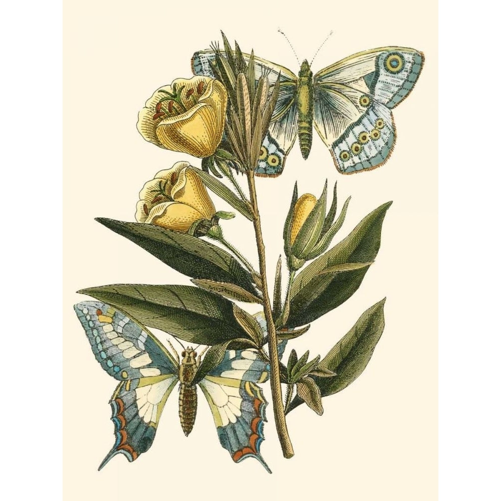 Butterfly Oasis II Poster Print - Studio Vision-VARPDX31280D Image 1