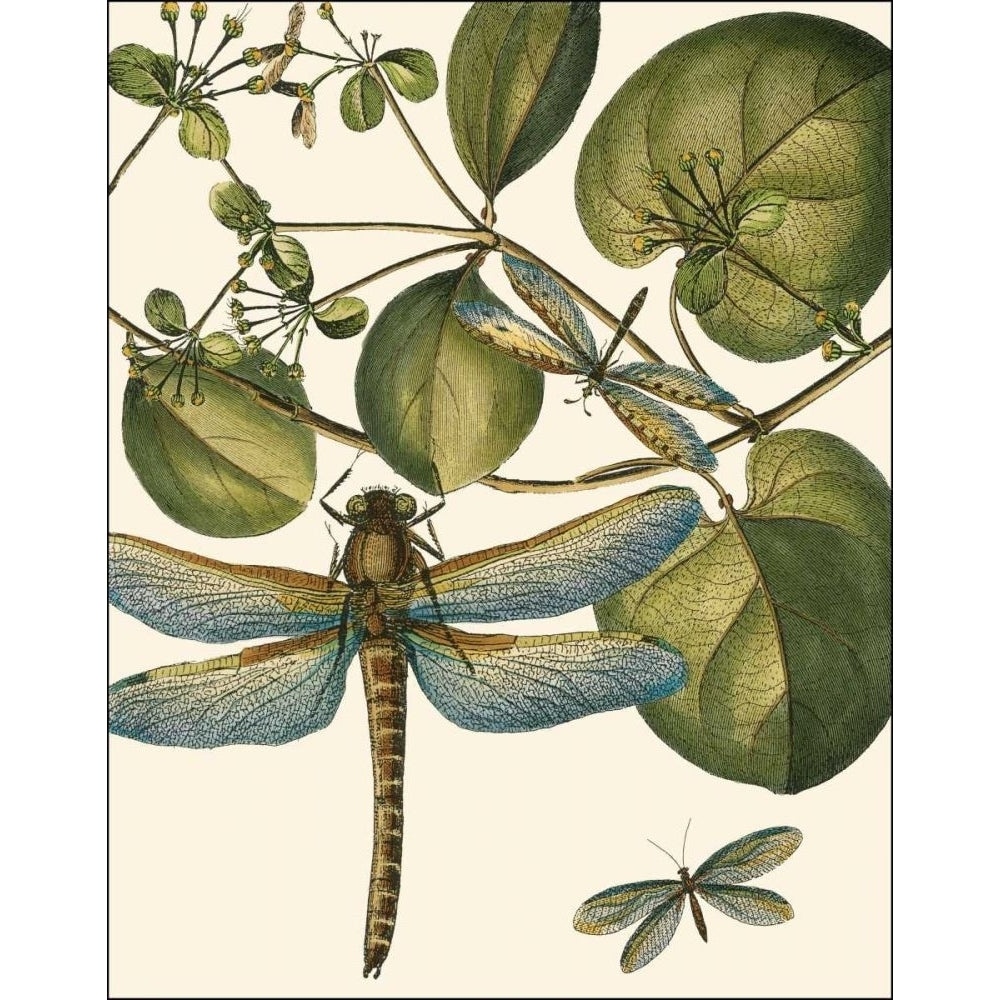 Dragonfly Medley I Poster Print - Studio Vision-VARPDX31283D Image 1