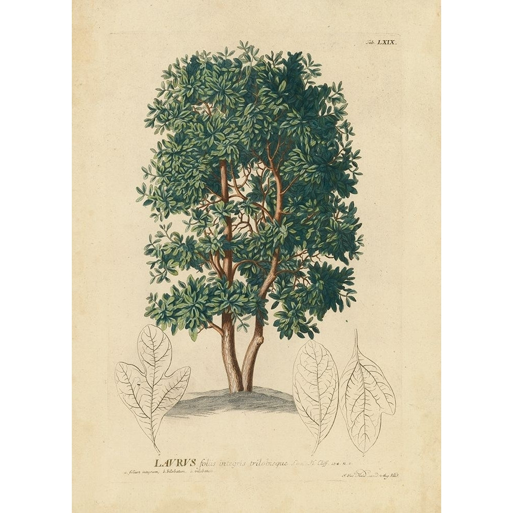 non-embellished Laurel Tree Poster Print - Unknown-VARPDX31868GG Image 1