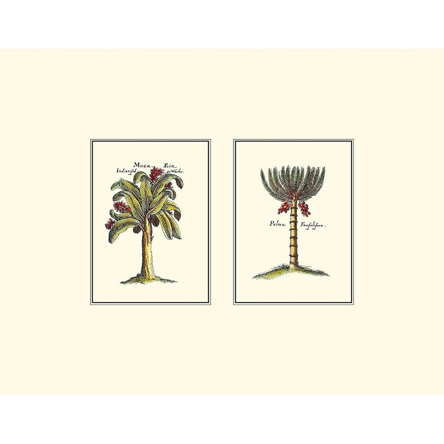 Miniature Palm III Poster Print - Studio Vision-VARPDX3196Z Image 1