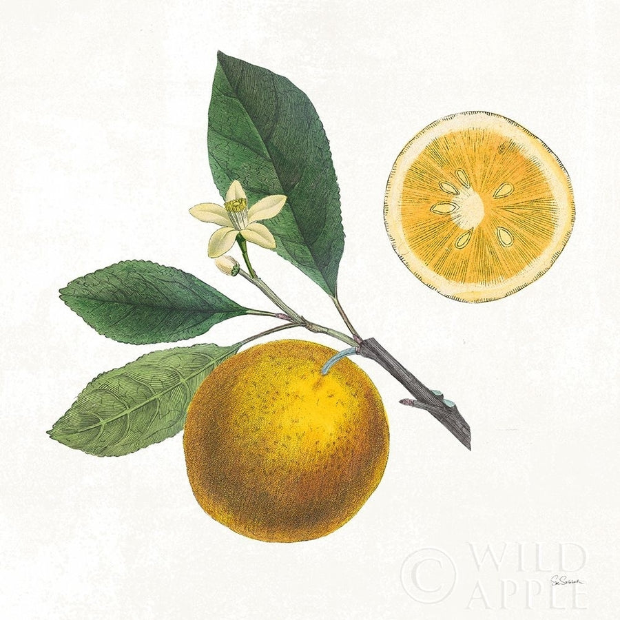 Classic Citrus II Poster Print by Sue Schlabach-VARPDX32040 Image 1