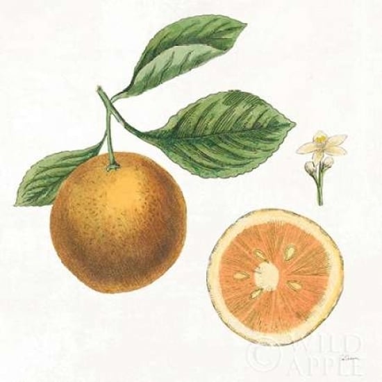 Classic Citrus IV Poster Print by Sue Schlabach-VARPDX32042HR Image 1