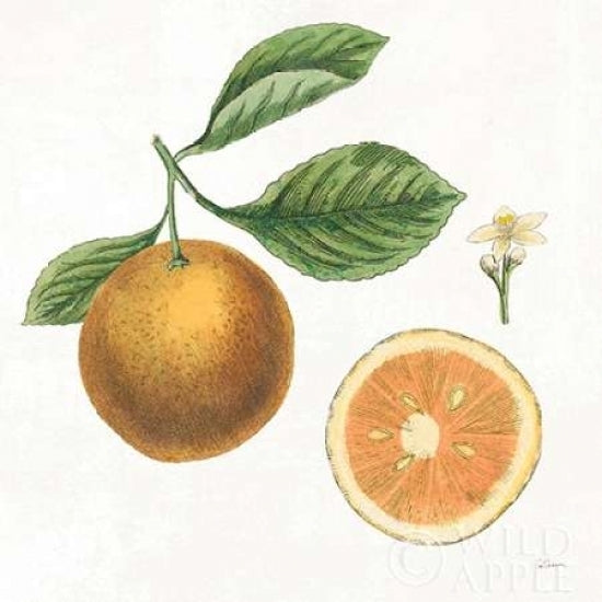 Classic Citrus IV Poster Print by Sue Schlabach-VARPDX32042HR Image 2