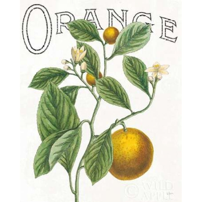 Classic Citrus VI Poster Print by Sue Schlabach-VARPDX32044HR Image 2