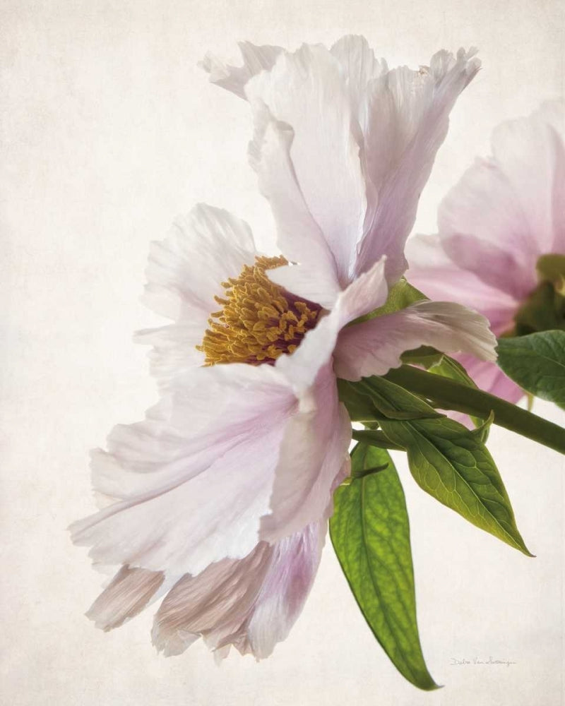 Translucent Peony IV Poster Print by Debra Van Swearingen-VARPDX32209HR Image 1